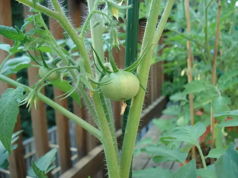 Tomato Seeds -Beefsteak tomato  - Open Pollinated,SWEET & JUICY - Caribbean garden seed