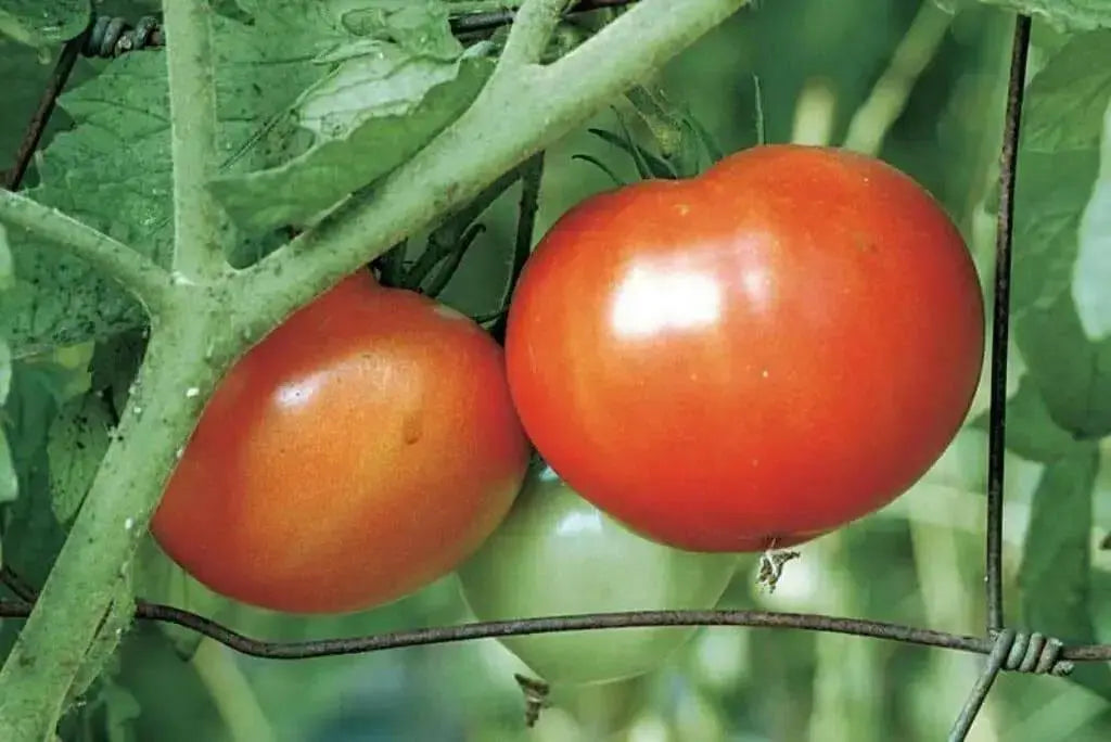 Tomato Seeds -Beefsteak tomato  - Open Pollinated,SWEET & JUICY - Caribbean garden seed