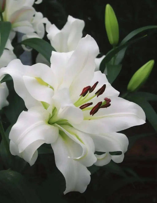 Tourega Oriental Lily Bulbs. NO Fragrance - Caribbean garden seed