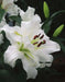 Tourega Oriental Lily Bulbs. NO Fragrance - Caribbean garden seed