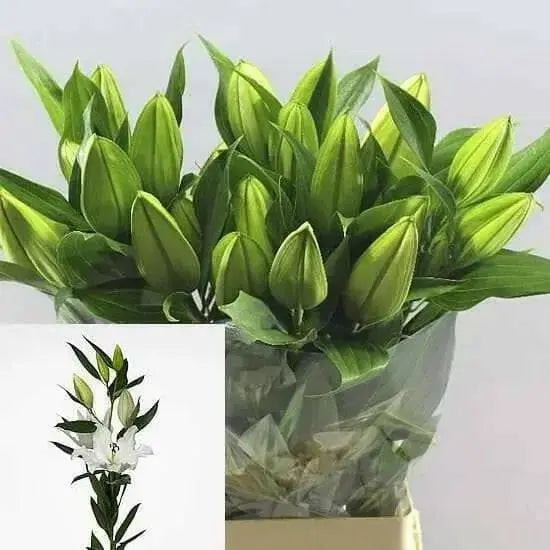 Tourega Oriental Lily Bulbs. NO Fragrance - Caribbean garden seed