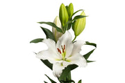 Tourega Oriental Lily Bulbs. NO Fragrance - Caribbean garden seed