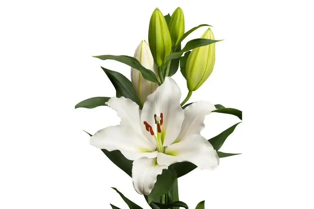 Tourega Oriental Lily Bulbs. NO Fragrance - Caribbean garden seed