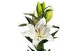 Tourega Oriental Lily Bulbs. NO Fragrance - Caribbean garden seed