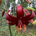 Tiger Lily- Red Flavour, (3 Bulb/Plants) Gorgeous flowers - Caribbean garden seed