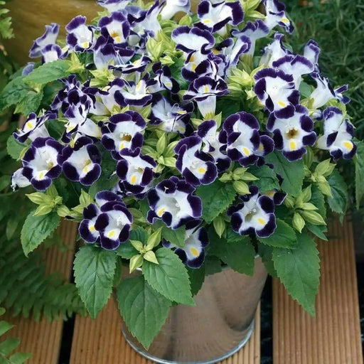 TORENIA DUCHESS DEEP BLUE (PELLET SEEDS) Wishbone FLOWERS - Caribbean garden seed