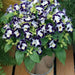 TORENIA DUCHESS DEEP BLUE (PELLET SEEDS) Wishbone FLOWERS - Caribbean garden seed