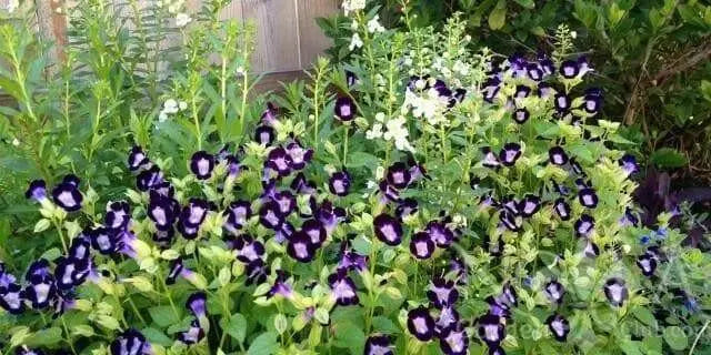 TORENIA DUCHESS DEEP BLUE (PELLET SEEDS) Wishbone FLOWERS - Caribbean garden seed