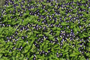 TORENIA DUCHESS DEEP BLUE (PELLET SEEDS) Wishbone FLOWERS - Caribbean garden seed