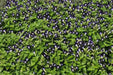 TORENIA DUCHESS DEEP BLUE (PELLET SEEDS) Wishbone FLOWERS - Caribbean garden seed