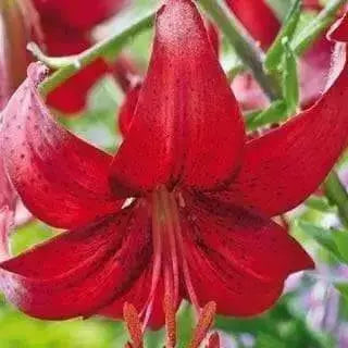 Tiger Lily- Red Flavour, (3 Bulb/Plants) Gorgeous flowers - Caribbean garden seed