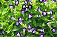 TORENIA DUCHESS DEEP BLUE (PELLET SEEDS) Wishbone FLOWERS - Caribbean garden seed