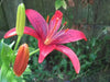 Tiger Lily- Red Flavour, (3 Bulb/Plants) Gorgeous flowers - Caribbean garden seed
