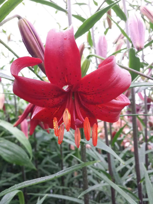 Tiger Lily- Red Flavour, (3 Bulb/Plants) Gorgeous flowers - Caribbean garden seed