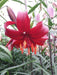Tiger Lily- Red Flavour, (3 Bulb/Plants) Gorgeous flowers - Caribbean garden seed
