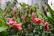 Tiger Lily- Red Flavour, (3 Bulb/Plants) Gorgeous flowers - Caribbean garden seed