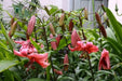 Tiger Lily- Red Flavour, (3 Bulb/Plants) Gorgeous flowers - Caribbean garden seed