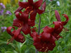 Tiger Lily- Red Flavour, (3 Bulb/Plants) Gorgeous flowers - Caribbean garden seed