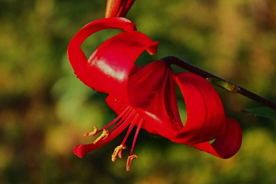 Tiger Lily- Red Flavour, (3 Bulb/Plants) Gorgeous flowers - Caribbean garden seed