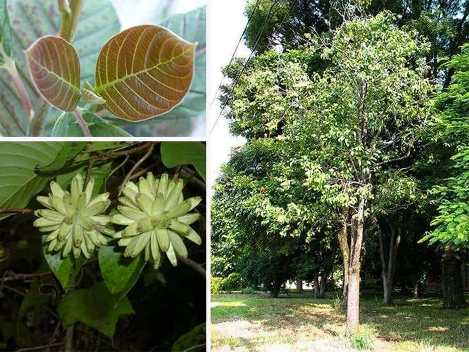 Tree Of Life Tree Seed  Seeds - Caribbean garden seed