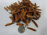 Tree Of Life Tree Seed  Seeds - Caribbean garden seed
