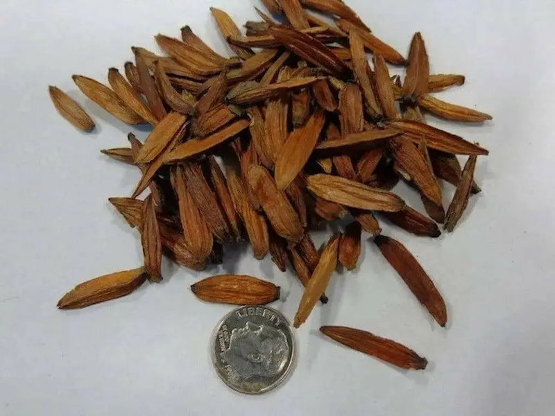 Tree Of Life Tree Seed  Seeds - Caribbean garden seed