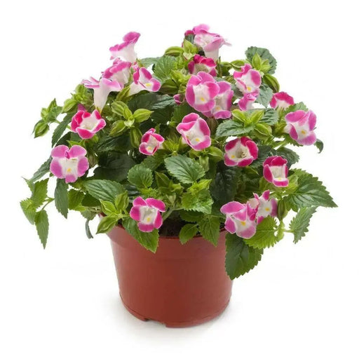 TORENIA ROSE (PELLET SEEDS) Wishbone FLOWERS - Caribbean garden seed