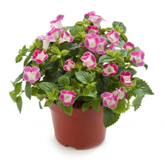 TORENIA ROSE (PELLET SEEDS) Wishbone FLOWERS - Caribbean garden seed