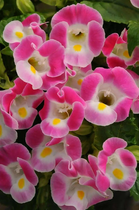 TORENIA ROSE (PELLET SEEDS) Wishbone FLOWERS - Caribbean garden seed