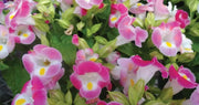 TORENIA ROSE (PELLET SEEDS) Wishbone FLOWERS - Caribbean garden seed