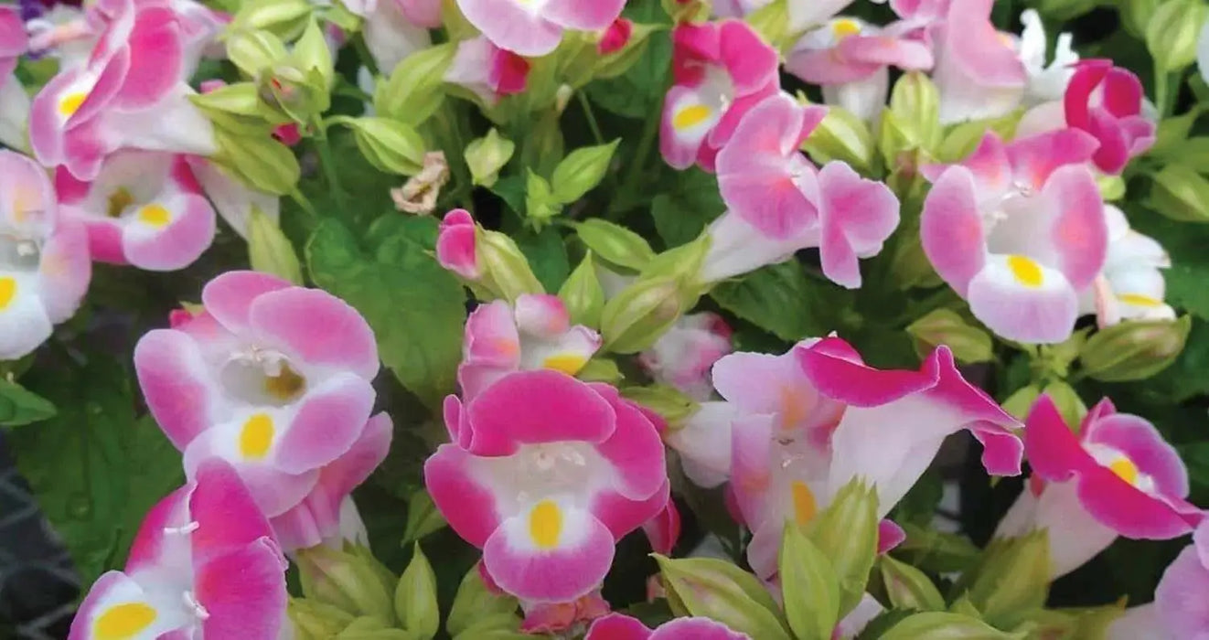 TORENIA ROSE (PELLET SEEDS) Wishbone FLOWERS - Caribbean garden seed