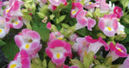 TORENIA ROSE (PELLET SEEDS) Wishbone FLOWERS - Caribbean garden seed