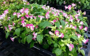 TORENIA ROSE (PELLET SEEDS) Wishbone FLOWERS - Caribbean garden seed