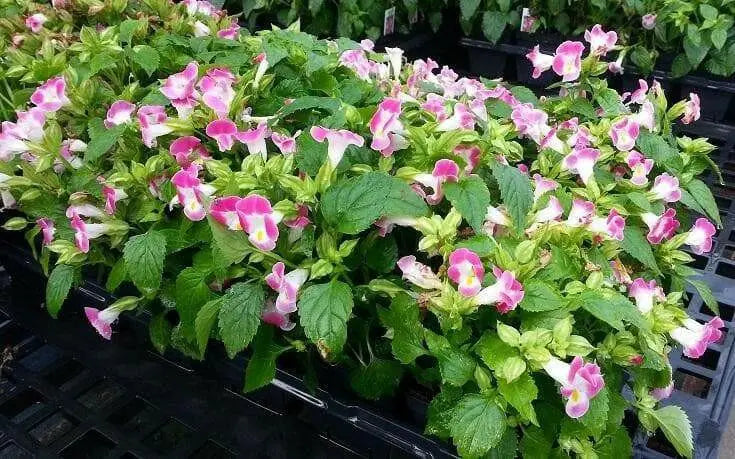 TORENIA ROSE (PELLET SEEDS) Wishbone FLOWERS - Caribbean garden seed