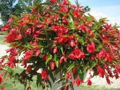 Trailing Begonia Seeds,, Drought Tolerance - Caribbean garden seed