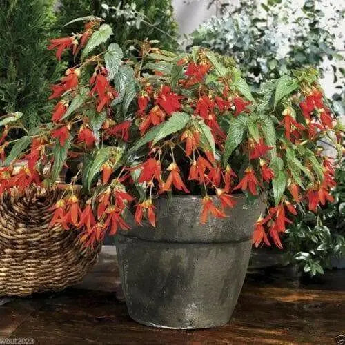 Trailing Begonia Seeds,, Drought Tolerance - Caribbean garden seed