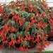 Trailing Begonia Seeds,, Drought Tolerance - Caribbean garden seed