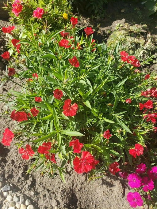 Trailing Carnations (LIVE STARTER PLANT) PERENNIAL - Caribbean garden seed