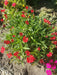 Trailing Carnations (LIVE STARTER PLANT) PERENNIAL - Caribbean garden seed