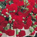 Trailing Carnations (LIVE STARTER PLANT) PERENNIAL - Caribbean garden seed