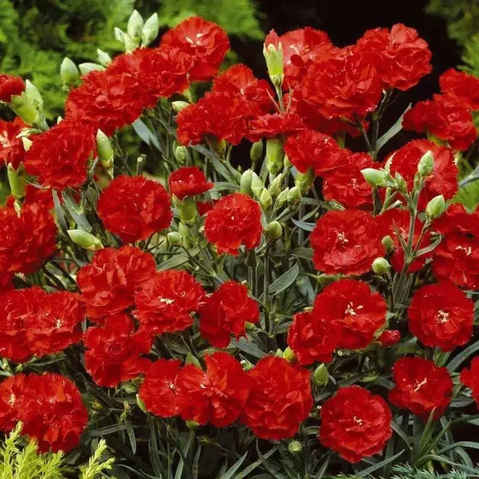 Trailing Carnations (LIVE STARTER PLANT) PERENNIAL - Caribbean garden seed