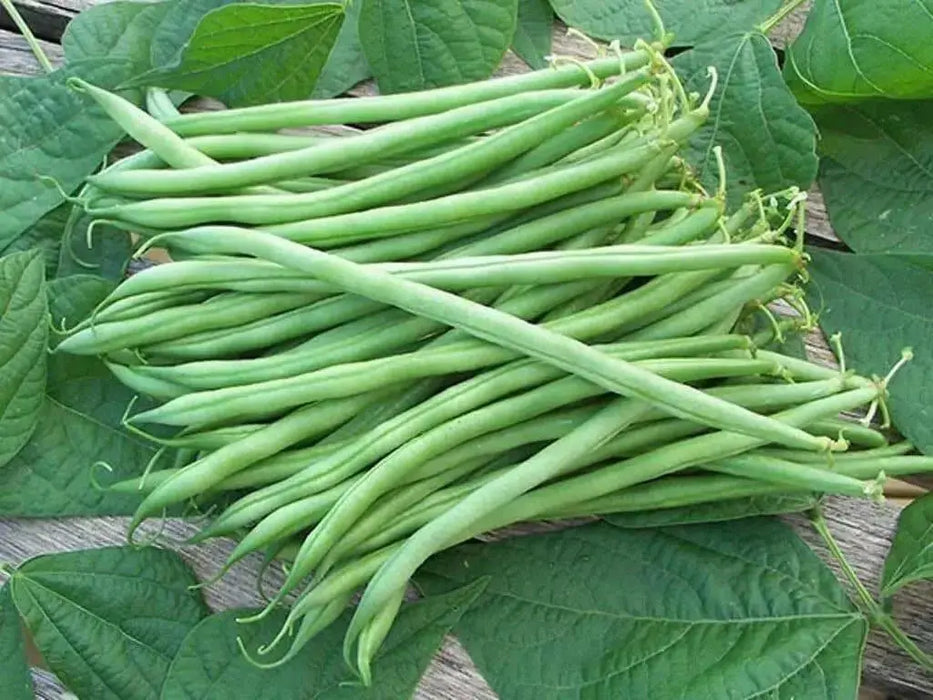 Topcrop snap Bean, bush bean, No Staking - Caribbean garden seed
