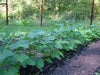 Topcrop snap Bean, bush bean, No Staking - Caribbean garden seed