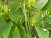 Topcrop snap Bean, bush bean, No Staking - Caribbean garden seed