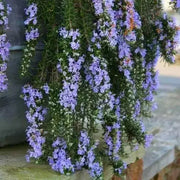 TRAILLING ROSEMARY HERB (LIVE STARTER PLANT) Evergreen Shrub - Caribbean garden seed