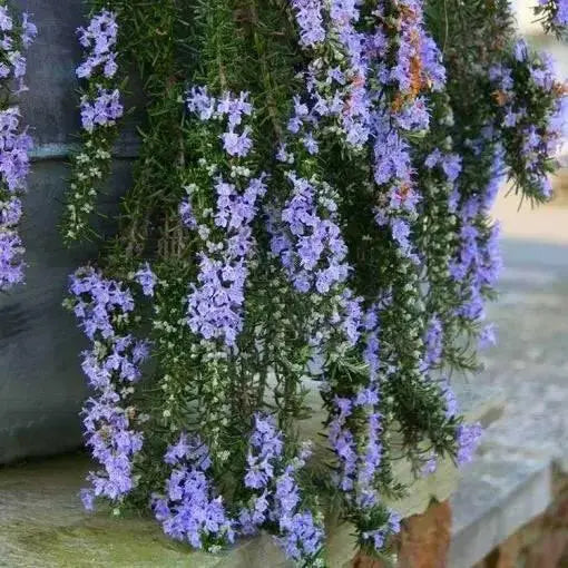 TRAILLING ROSEMARY HERB (LIVE STARTER PLANT) Evergreen Shrub - Caribbean garden seed