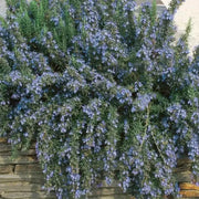 TRAILLING ROSEMARY HERB (LIVE STARTER PLANT) Evergreen Shrub - Caribbean garden seed