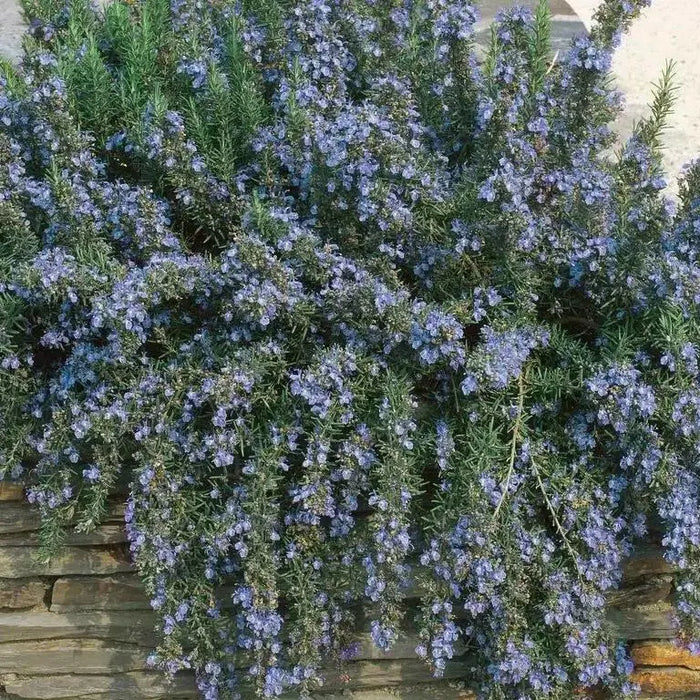 TRAILLING ROSEMARY HERB (LIVE STARTER PLANT) Evergreen Shrub - Caribbean garden seed