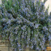 TRAILLING ROSEMARY HERB (LIVE STARTER PLANT) Evergreen Shrub - Caribbean garden seed