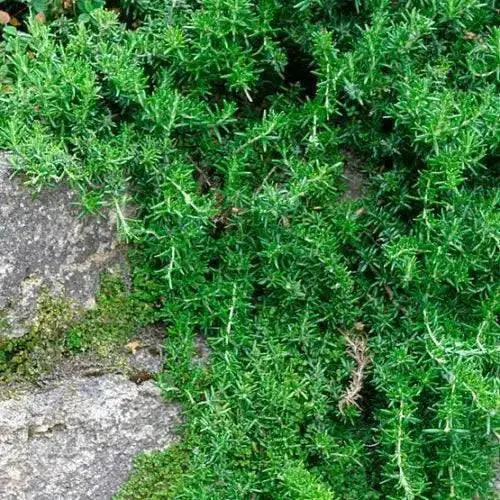 TRAILLING ROSEMARY HERB (LIVE STARTER PLANT) Evergreen Shrub - Caribbean garden seed